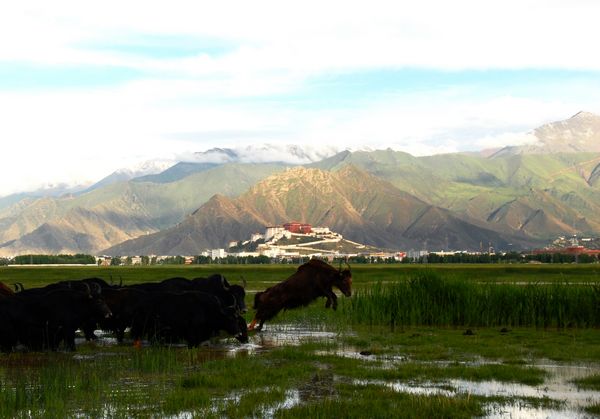 邹吉玉作品:家园乐园